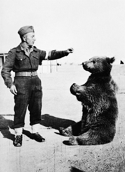 Você já ouviu falar de animais espiões e que trabalham para o exército?