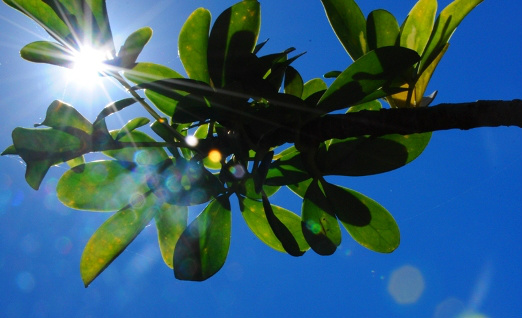 Tempo bom com sol na maior parte do período em Mato Grosso do Sul