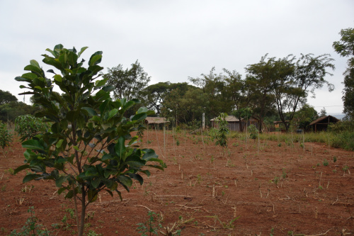 Sítio de Cleide Rossati que foi beneficiada com o projeto.