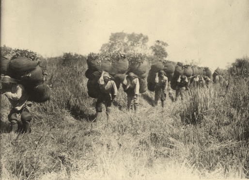 A erva-mate era conduzida pelo homem, através do raído - fardo de erva-mate que chegava a pesar 200 Kg. Foto: Arquivo Antônio Elias Maciel 