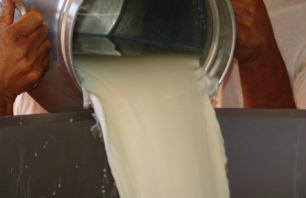 Produção leiteira no país cresceu 4,5% entre 2010 e 2011. Conforme o IBGE, em 2011 produzidos 32,1 bilhões de litros de leite em todo o país