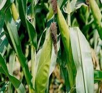 Geada pode ter afetado 45 mil ha de milho em Mato Grosso do Sul