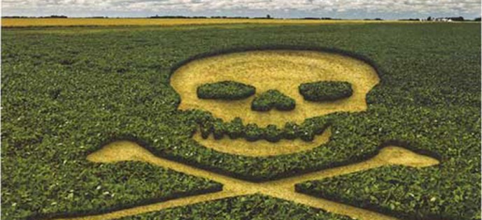 Brasil consome 18% dos agrotóxicos do mundo, mesma porcentagem dos Estados Unido Foto: Ambientebrasil