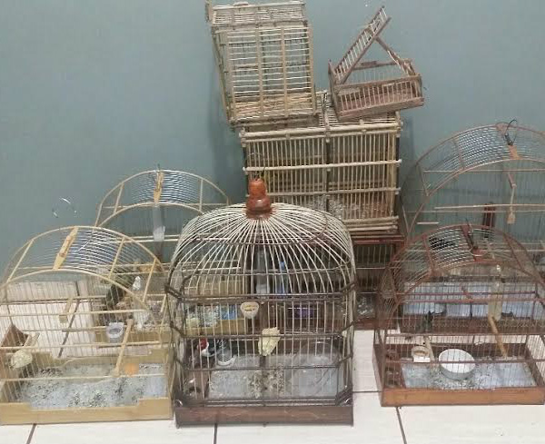 PMA autua em R$ 3,5 mil dois homens detidos pela PM com aves silvestres ilegais