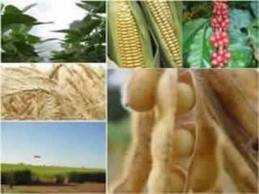 Inadimplentes temem não poder acessar plano safra