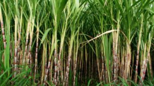 Geada pode reduzir a qualidade da cana Geada pode reduzir a qualidade da cana