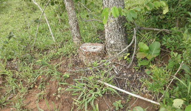 PMA autua fazendeiro paulista por exploração ilegal de madeira protegida por lei