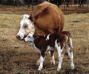Vitória, a primeira vaca clonada no país, em 2001, com sua filha, Glória.