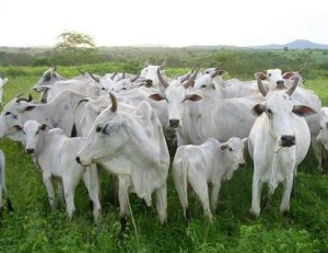 Arroba do Boi Gordo no Mato Grosso do Sul