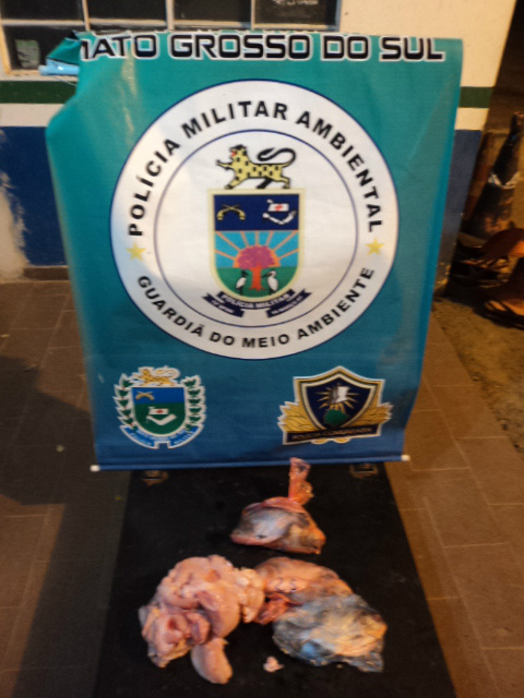 PMA apreende carne de Jacaré em ônibus, em Miranda