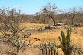 O que é a caatinga? Conheça as características do bioma Foto: divulgação