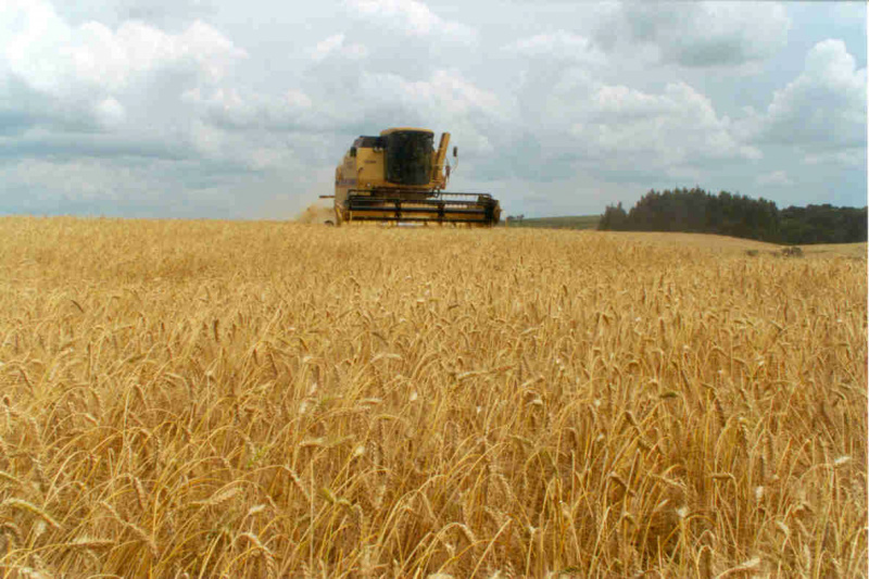 Produção de cana pode chegar a 595,13 milhões de toneladas Produção de cana pode chegar a 595,13 milhões de toneladas