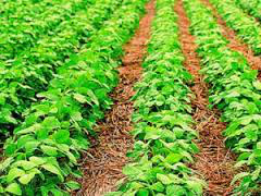 USDA pode cortar safra de soja do Brasil em 1 milhão de t e estoques finais USDA pode cortar safra de soja do Brasil em 1 milhão de t e estoques finais