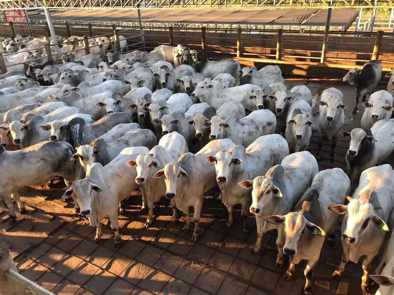 Abate de bovinos cai 13,9% enquanto frangos e suínos batem recordes em MS Mato Grosso do Sul registrou a segunda maior queda no abate de bovinos em 2020 comparado com outros estados (Foto: Arquivo)
