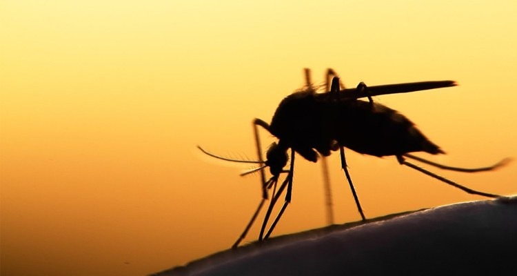 Brasil reduz em 38% casos de malária em relação a 2018