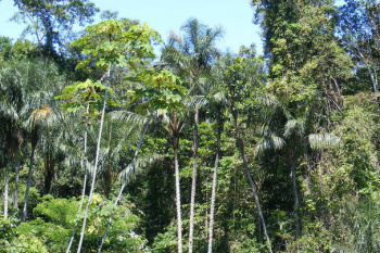FAO lança livro gratuito sobre costumes, folclores e plantas da Amazônia