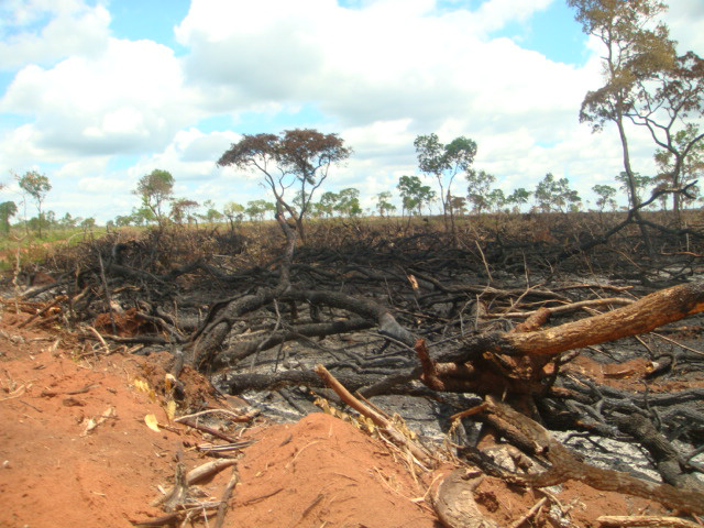 PMA autua carvoeiro em R$ 180 mil por incêndio