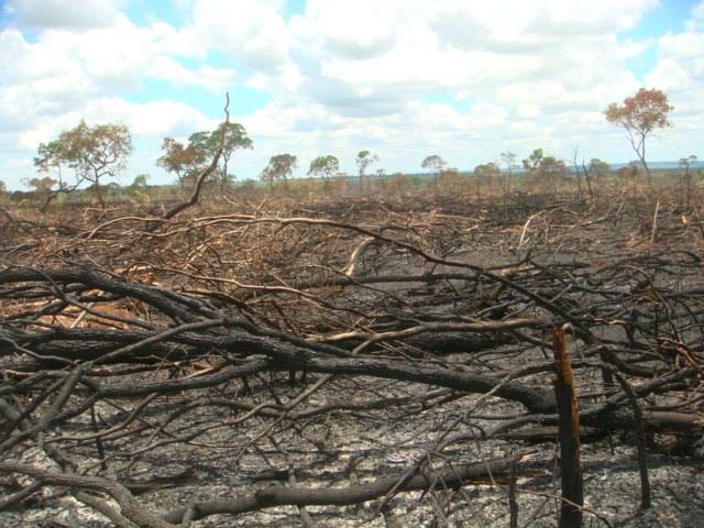 PMA autua carvoeiro em R$ 180 mil por incêndio