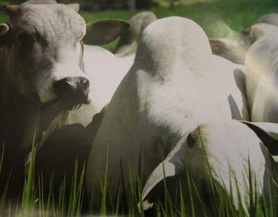 Campanha de vacinação contra febre aftosa começa hoje na ZAV