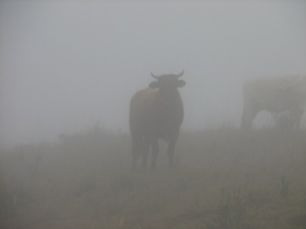 Em MS, pecuaristas investem para evitar morte de gado pelo frio intenso