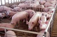 África do Sul libera importação de carne suína do Brasil