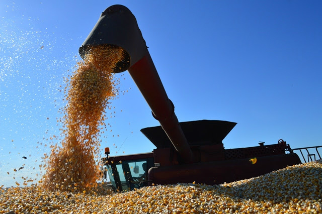 Levantamento aponta que 26% do milho 2ª safra já foi colhido no Estado