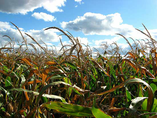 O risco dos alimentos geneticamente modificados