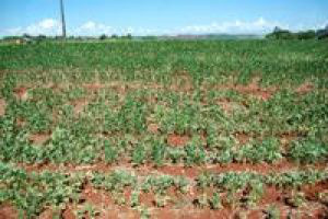 Estiagem pode comprometer 40% da safra da soja em MS