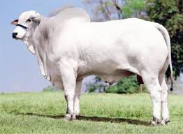 Nelore MS lança Programa de Avaliação Total oficialmente nesta quinta