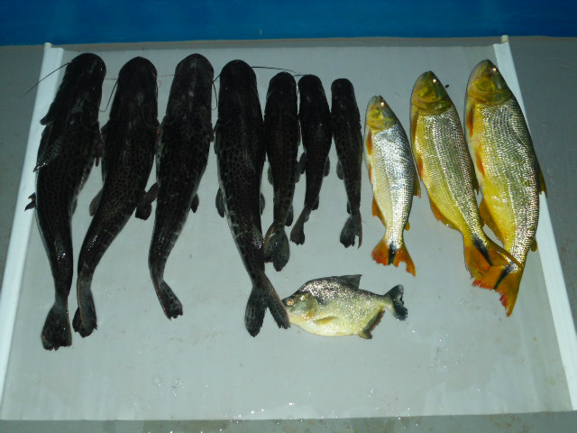 PMA prende pescador em Naviraí