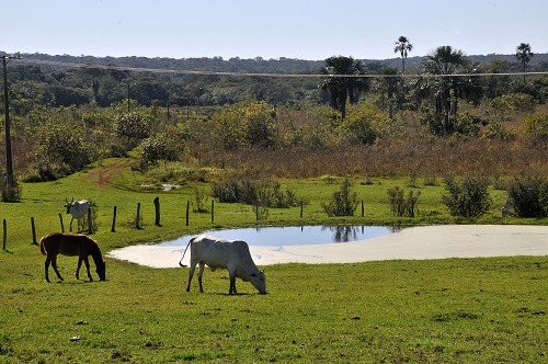 Produtores de MS preservam 11 milhões de hectares Programas de sustentabilidade na pecuária são adotados por produtores rurais do Estado - Foto: Valdenir Rezende / Correio do Estado