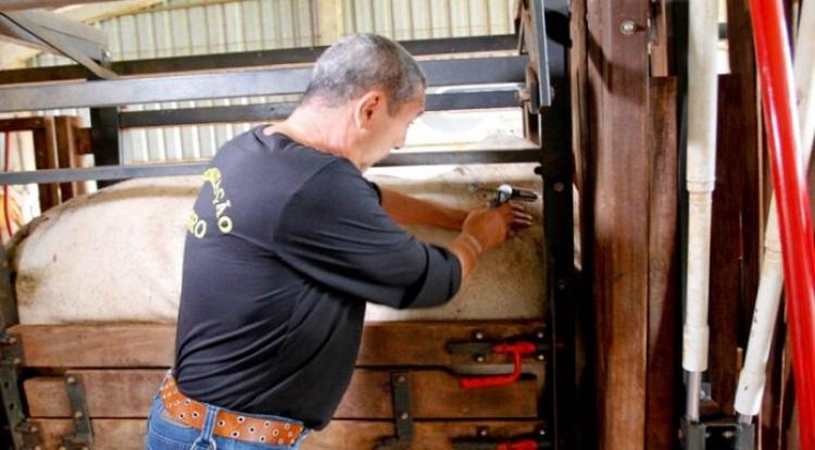 Foto: Iagro/MS  