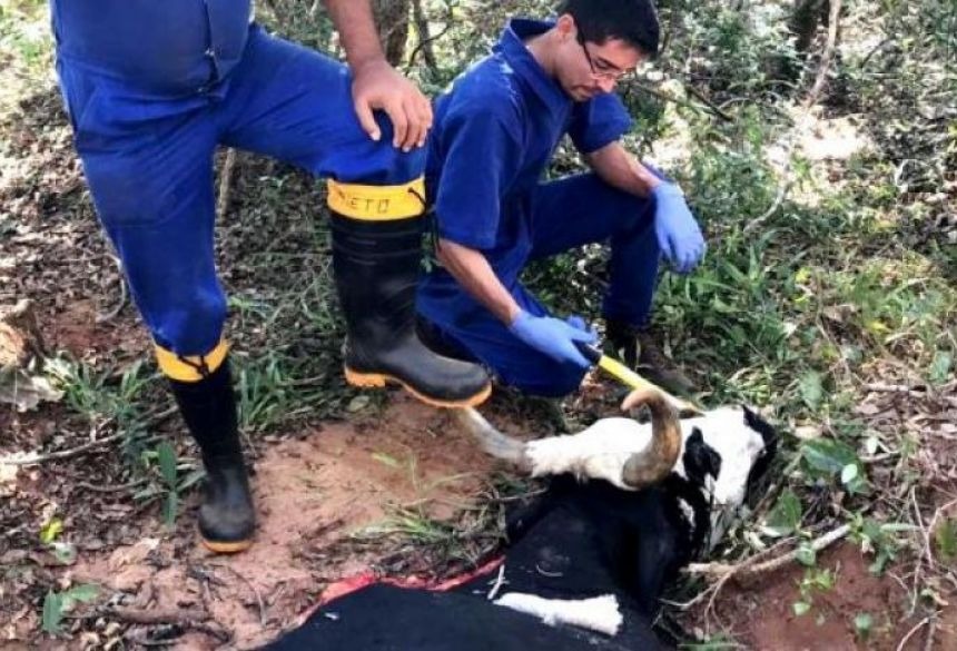 Raiva mata 25 bovinos na região de Amambai e coloca Iagro em alerta