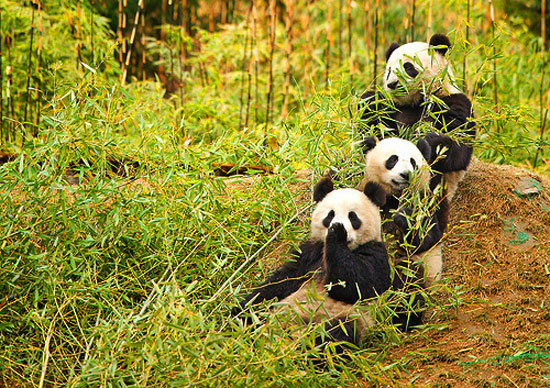 Foto: Chi King / Creative Commons