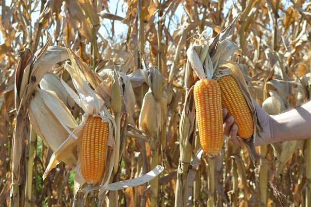 Colheita de milho 2ª safra chega a 7,1% da área plantada em MS Colheita de milho 2ª safra chega a 7,1% da área plantada em MS