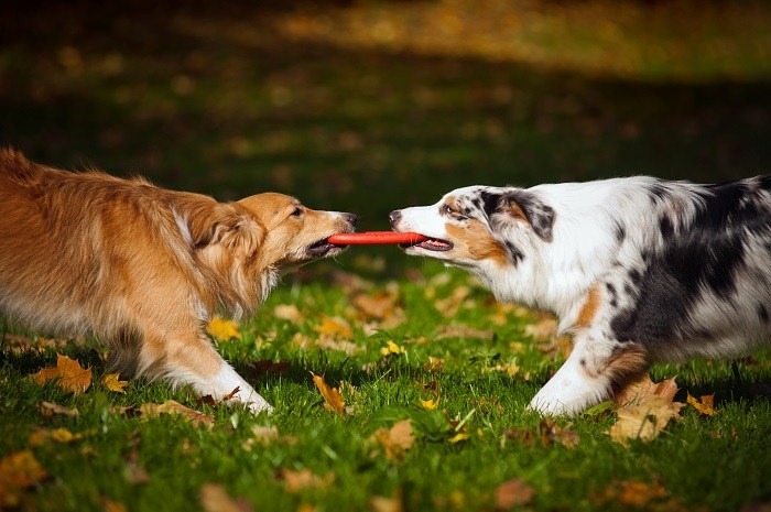 Briga entre cães: 7 dicas para reconciliar os peludos Briga entre cães: 7 dicas para reconciliar os peludos