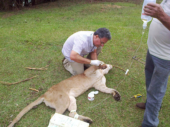 Polícia Militar Ambiental resgata cerca de oito animais silvestres por dia