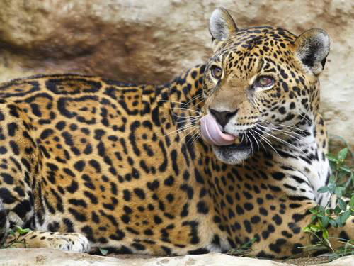 Onça-pintada e lobo-guará serão clonados no Cerrado Onça-pintada e lobo-guará serão clonados no Cerrado