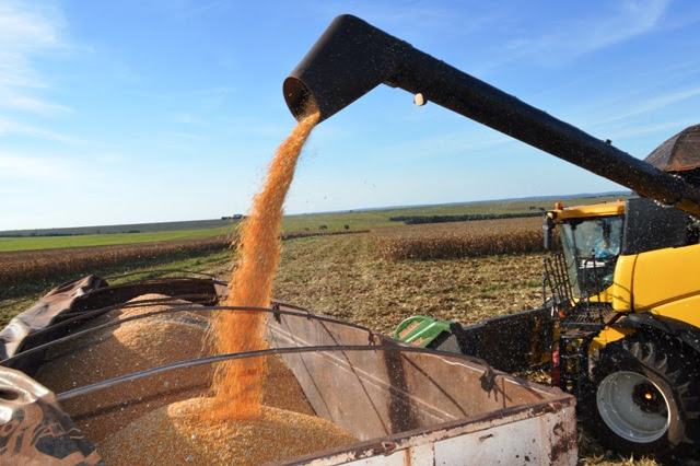 Colheita do milho supera as previsões e chega a 8,3 milhões de toneladas em MS Colheita do milho supera as previsões e chega a 8,3 milhões de toneladas em MS