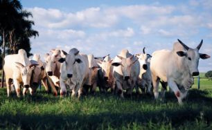 Mercado positivo, é expectativa para pecuária em todo cenário nacional