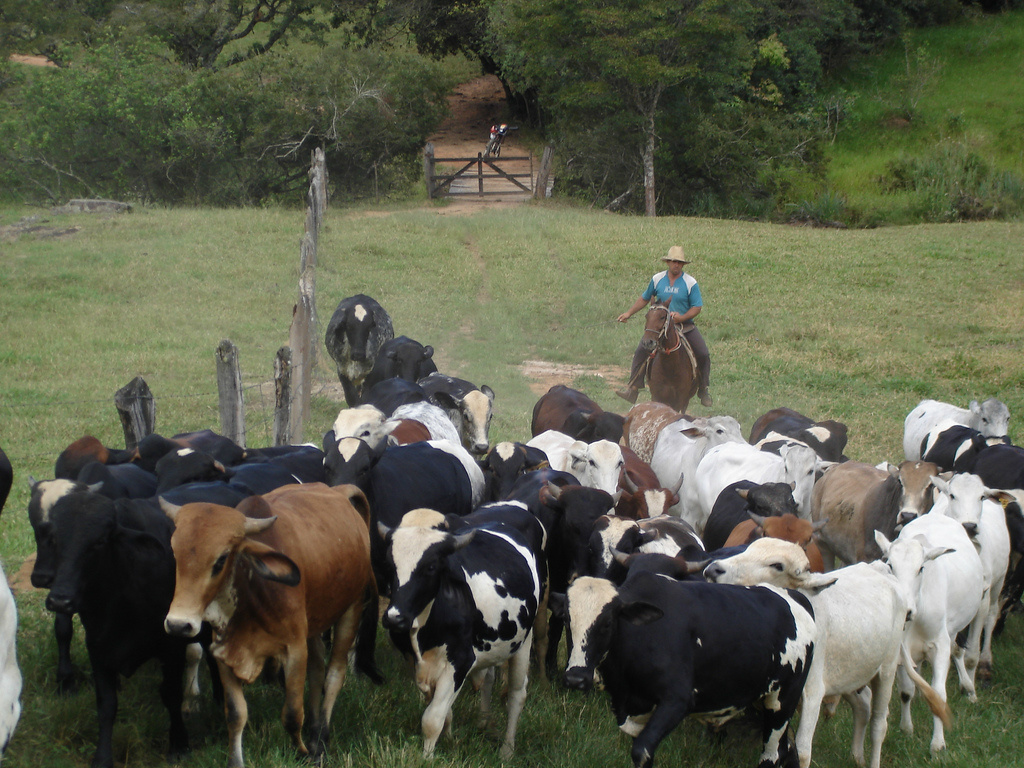 Pecuária começa a mudar paradigmas com medidas sustentáveis