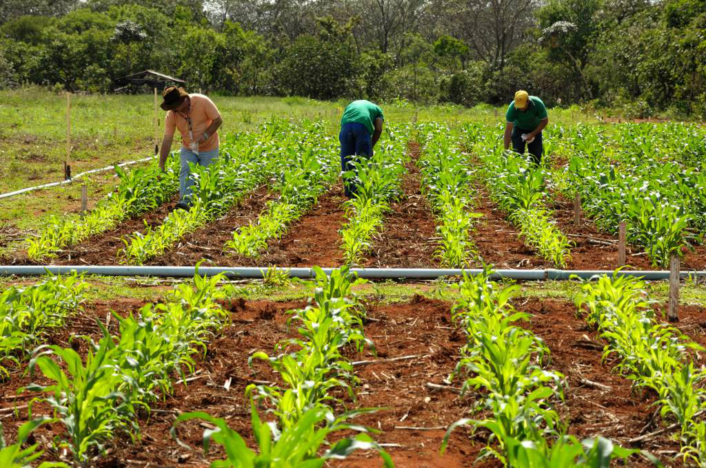 Projeto da Embrapa vai auxiliar agricultor a ampliar a produção