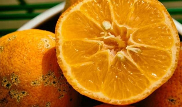 Siciliano, tahiti, galego e cravo: veja as diferenças entre os tipos de limão
