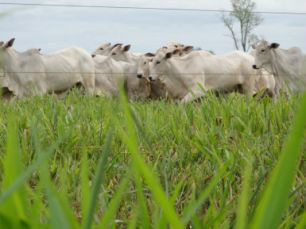 Evento irá discutir situação das pastagens em MS na próxima segunda-feira