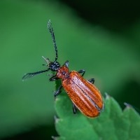 Interação de insetos influencia evolução da planta Interação de insetos influencia evolução da planta