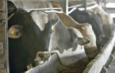 Brasil vai enviar missões a países para explicar vaca louca