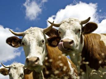 Após Japão, China e África do Sul também anunciam embargo à carne brasileira