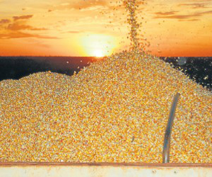 Com dólar alto, MS encerra janeiro com exportação recorde de US$ 323 milhões Receita com as exportações de produto cresceu 22%(Foto: Gerson Oliveira / arquivo / Correio do Estado)