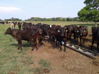 Suplementação alimentar continuada é alternativa para ganho de peso nos rebanhos Além da nutrição, manejo e lotação por hectare podem beneficiar condição corporal dos bovinos