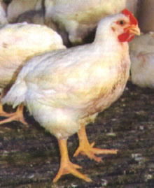 No ano, aparentemente, frango tem melhor evolução de preço que boi e suíno